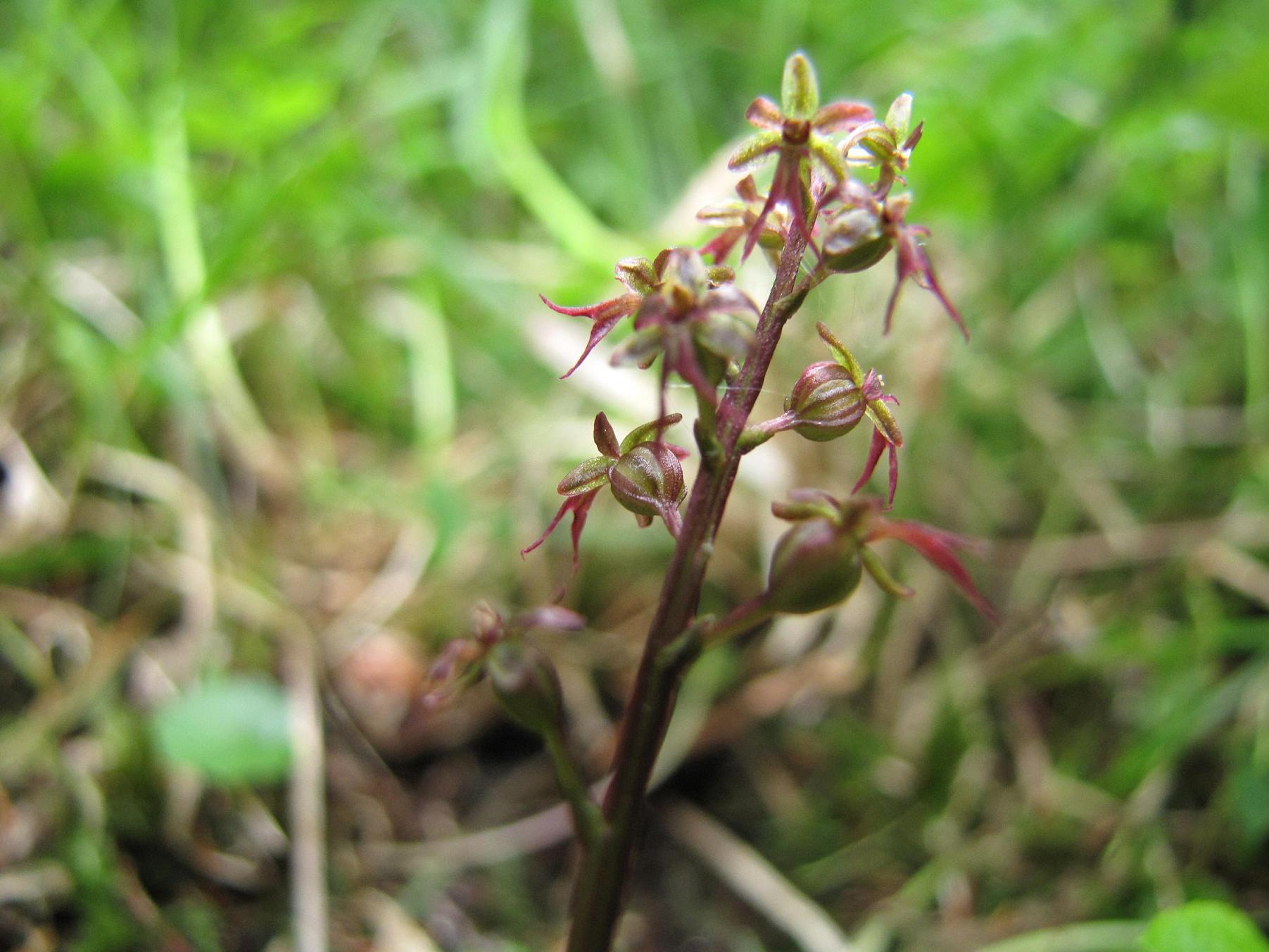 Neottia cordata